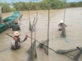 ជំនាញរដ្ឋបាលជលផលសហការជាមួយមន្ត្រីបរិស្ថាន ចុះបង្ក្រាបបទល្មើសនេសាទ ខណៈអ្នកសារព័ត៌មានចុះផ្សាយព្រោងព្រាតថា មានការនេសាទខុសច្បាប់ប្រភេទស្បៃមុងយ៉ាងអនាធិបតេយ្យ!