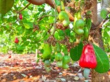 កម្ពុជាឆ្នាំនេះបាននាំចេញគ្រាប់ស្វាយចន្ទីទៅក្រៅប្រទេសជាង ៨១ម៉ឺនតោន រកចំណូលបានជាង ១ពាន់លានដុល្លារ