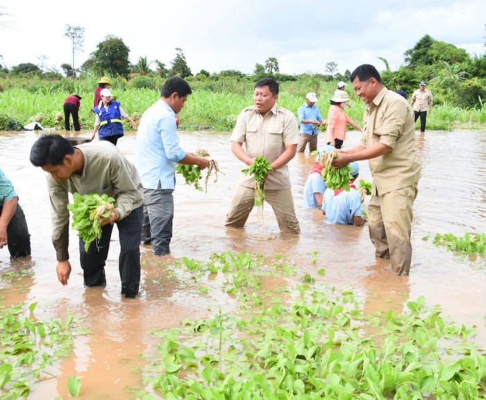 រដ្ឋបាល​ខេត្ត​ប៉ៃលិន សហការ​ជាមួយ​យុវជន​កាកបាទក្រហម​កម្ពុជា​ខេត្ត យុវជន​ស​.​ស​.​យ​.​ក​ខេត្ត ចុះជួយ​ប្រមូល​ផល​ដំណាំ​ប្រជាពលរដ្ឋ ដែល​រងគ្រោះ​ដោយ​ជំនន់​ទឹកភ្លៀង​