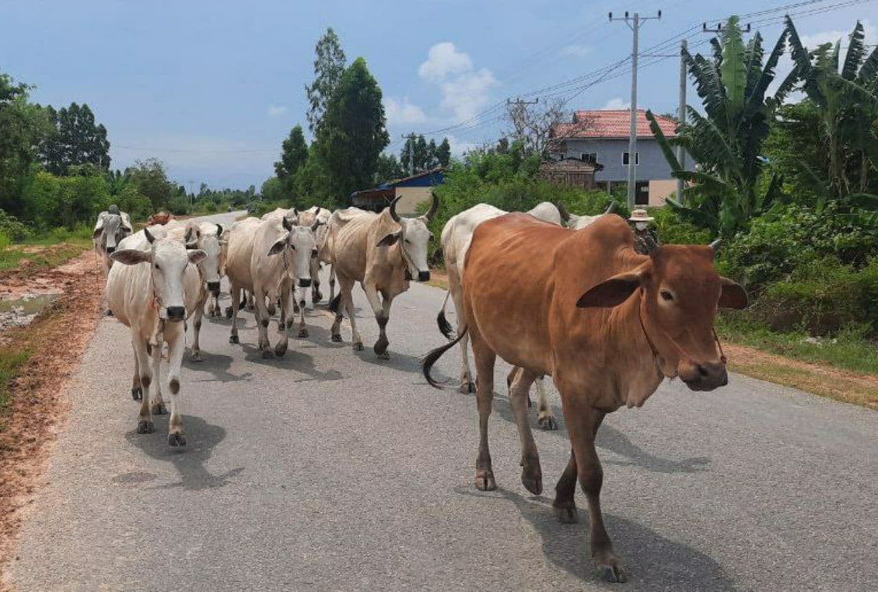 ទីផ្សារសត្វ​​គោ-ក្របី​ ក្នុងស្រុកដាំក្បាលចុះយ៉ាងគំហុក ហើយអត់អ្នកទិញទៀត ខណៈឈ្មួញនាំចូលពីស្រុកថៃយ៉ាងច្រើន