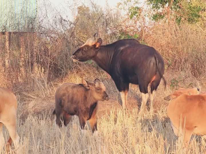 ក្រសួងបរិស្ថាន៖ឃើញវត្តមានសត្វខ្ទីងមេ-កូន តែងដើរជាមួយហ្វូងគោអ្នកស្រុកក្នុងខេត្តព្រះវិហារ